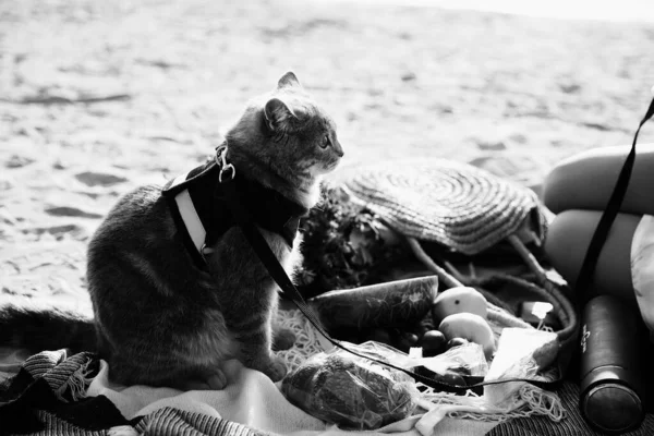 Gato na praia em um piquenique — Fotografia de Stock