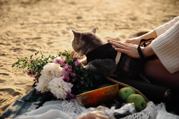 Un gattino scozzese dritto sulla spiaggia — Foto Stock