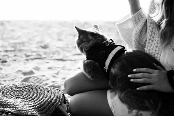 Um gatinho escocês em linha reta na praia — Fotografia de Stock
