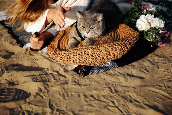 Un chaton écossais droit sur la plage — Photo