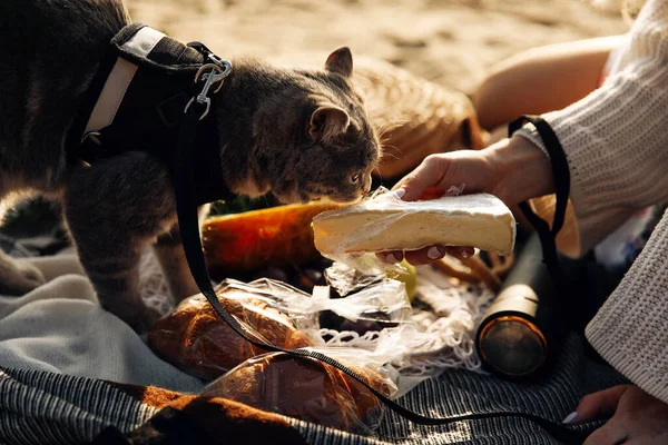 在海滩上野餐的猫 — 图库照片