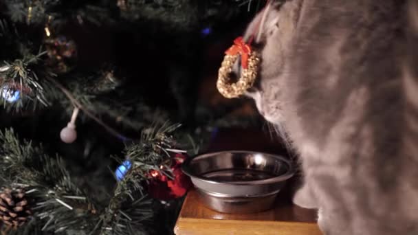 Котенок ест еду возле елки — стоковое видео