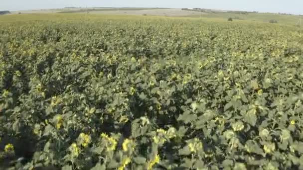 Sunflower field aerial — Stock Video