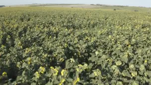 Campo de girasol aéreo — Vídeos de Stock