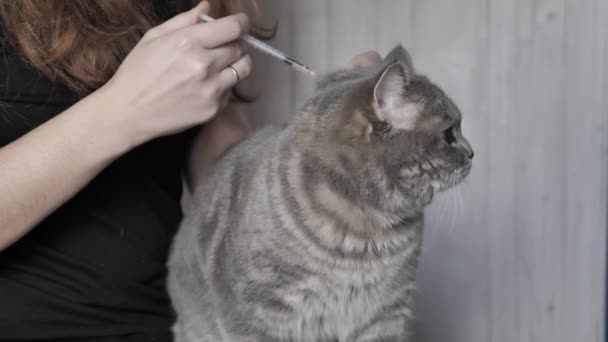 Vaccination av katt — Stockvideo