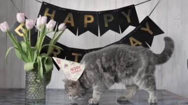 Kedi Doğum Günü 1 Yıl