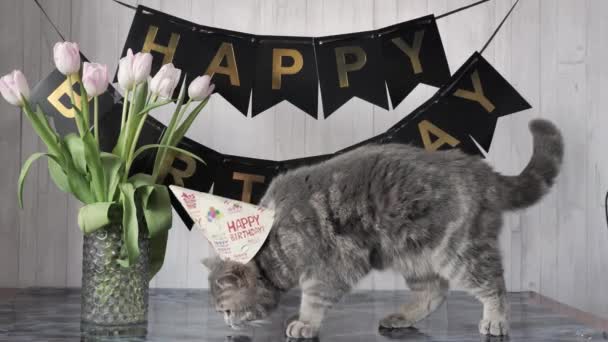 День рождения кота 1 год — стоковое видео