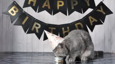 Mutlu yıllar Kedi.