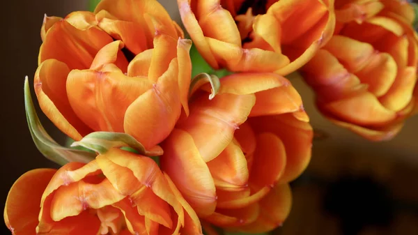 Güneş laleleri çiçekleri 