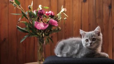 İskoç heteroseksüel kedi