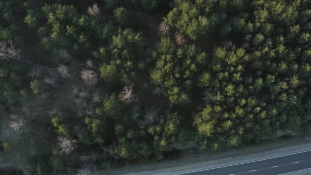 Landschaft der Straße im Wald — Stockvideo