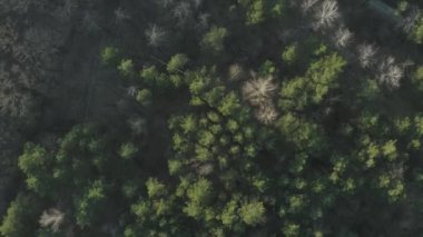 İlkbahar veya yaz aylarında hava ormanı