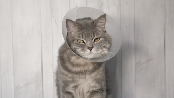 Gato doente em um colarinho veterinário — Vídeo de Stock