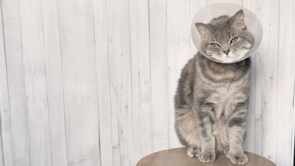 Больной кот в ветеринарном воротнике — стоковое видео