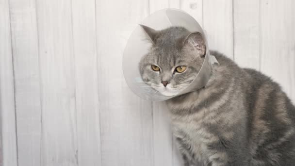 Beteg macska állat-egészségügyi nyakörvben — Stock videók