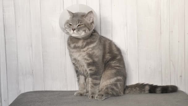 Домашняя кошка у ветеринара — стоковое видео