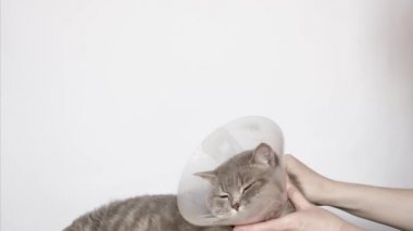 Veteriner kedilerin veteriner tasmasını çıkarmış.