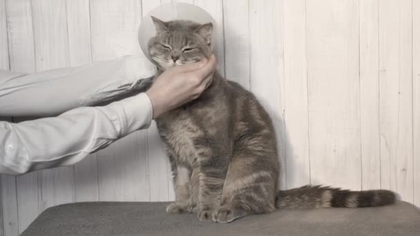 Veterinario quitar un gato veterinario collar — Vídeo de stock