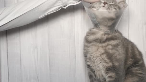 Úrnő simogat egy beteg macskát. — Stock videók