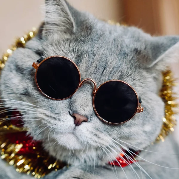 O gato celebra o Ano Novo 2022 com copos — Fotografia de Stock