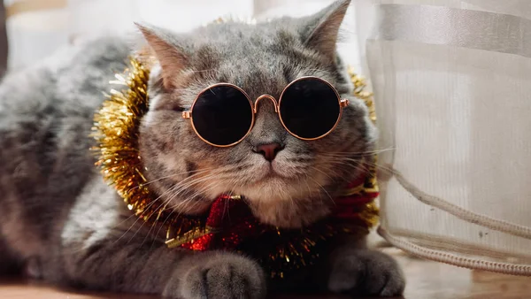 Die Katze feiert ein frohes neues Jahr 2022 mit Brille — Stockfoto