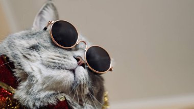 Kedi mutlu bir 2022 yılını gözlüklerle kutluyor.