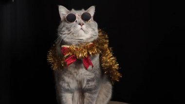 Kedi 2022 yılını gözlüklerle kutluyor.