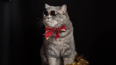 Kedi 2022 yılını gözlüklerle kutluyor.