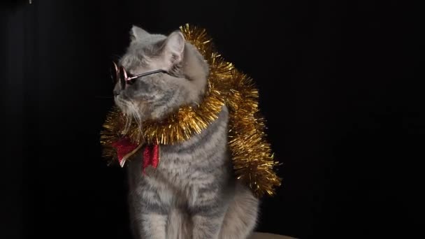 Kočka slaví šťastný Nový rok 2022 s brýlemi — Stock video