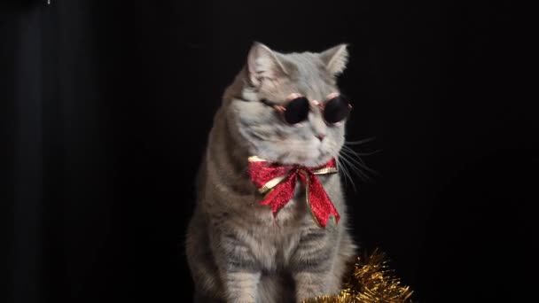 El gato celebra un Año Nuevo 2022 con gafas — Vídeos de Stock