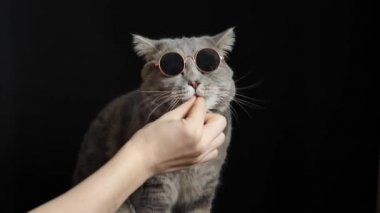 Gözlüklü kedi yiyor, düz İskoç yetiştiriyor.