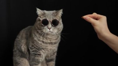Gözlüklü kedi yiyor, düz İskoç yetiştiriyor.