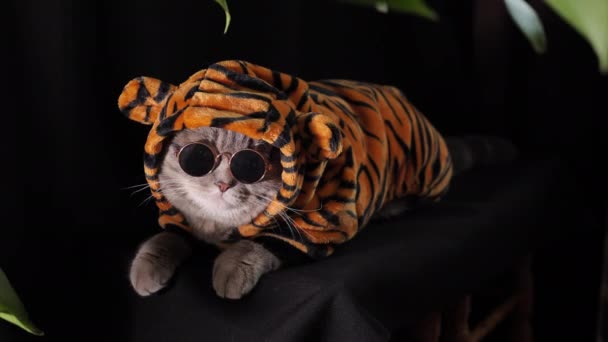Kočičí tygr slaví Nový rok 2022 — Stock video