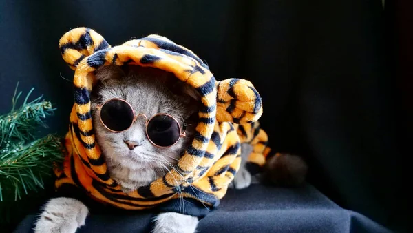 Kedi Kaplan 2022 'yi kutluyor.