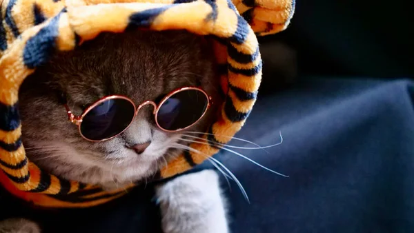 Gato celebra um feliz Ano Novo 2022 com óculos — Fotografia de Stock