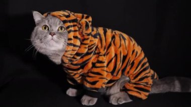 Kedi Kaplan 2022 'yi kutluyor.