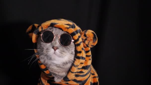 Cat Tiger γιορτάζει το νέο έτος 2022 — Αρχείο Βίντεο