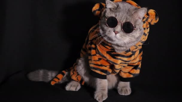 Cat Tiger festeggia il nuovo anno 2022 — Video Stock