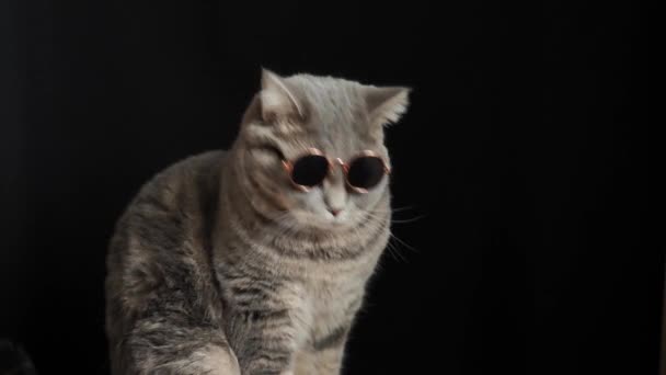 Naar de kattenkop ter zwart zonnebril, ras Schots rechtdoor — Stockvideo