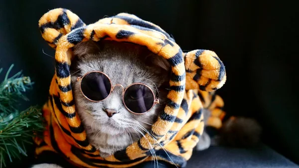 Tigre de gato celebra Ano Novo 2022 — Fotografia de Stock