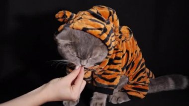 Kedi Kaplan 2022 'de yemek yiyor.