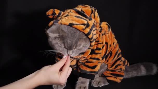 Macska Tigris eszik Étel Újév 2022 — Stock videók