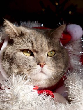 Noel kartı ile sevimli kedi