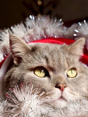 Kedi kanepede yatıyor.