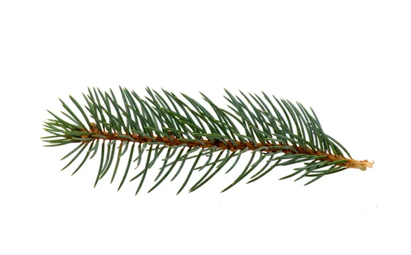 Spruce twig. — Stockfoto