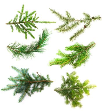 Set of branches of coniferous trees isolated on white background clipart