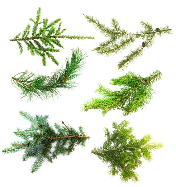 Set of branches of coniferous trees isolated on white background — Stock Photo, Image