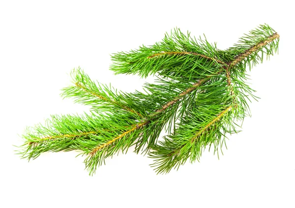 Pine gren på vit bakgrund för din design — Stockfoto