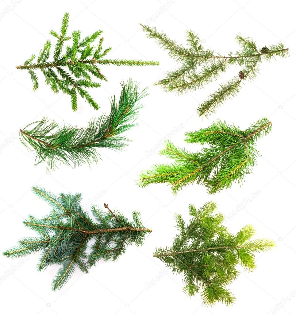 Set of branches of coniferous trees isolated on white background