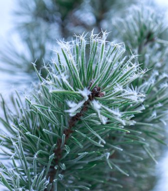 Çam ağacı dalları kırağı ile kaplıdır.